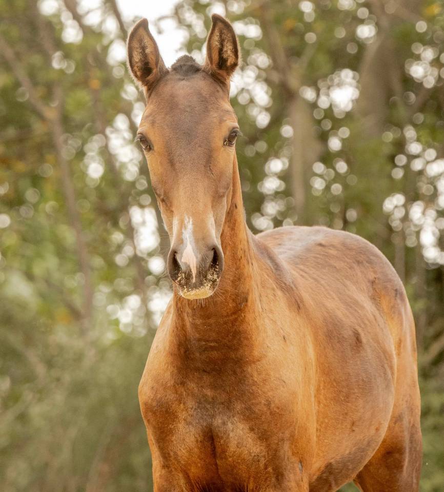 Pouliche lusitanienne 