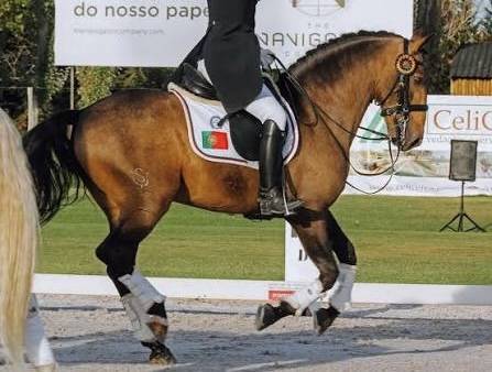 Pouliche lusitanienne 