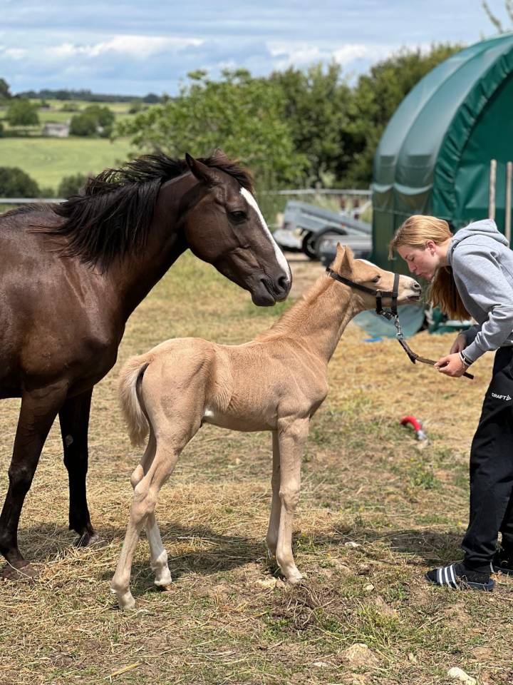 Poney palomino,issus d'une lignée prestigieuse