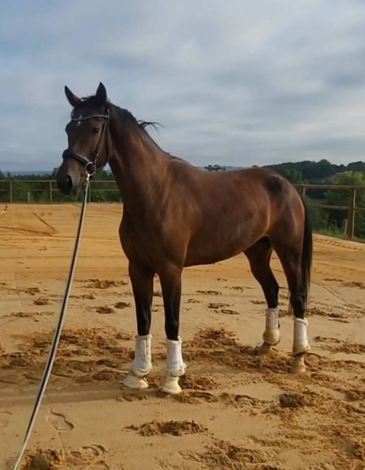 Super jument dressage par Glamourdale gros potentiel