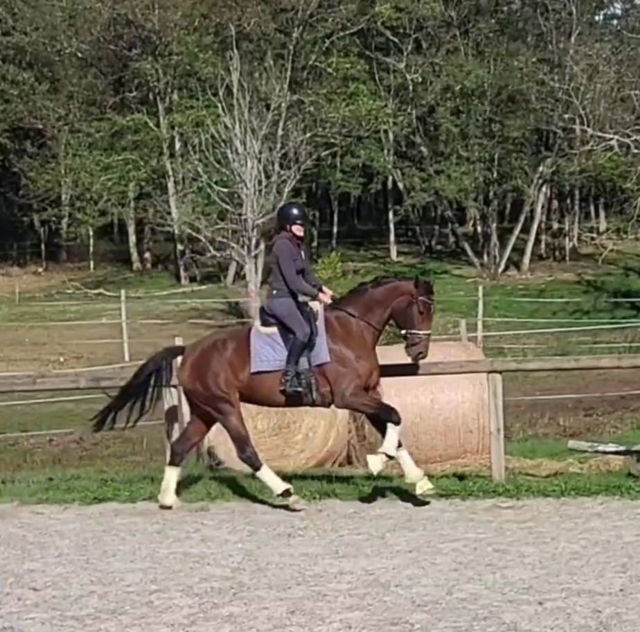 Super jument dressage par Glamourdale gros potentiel