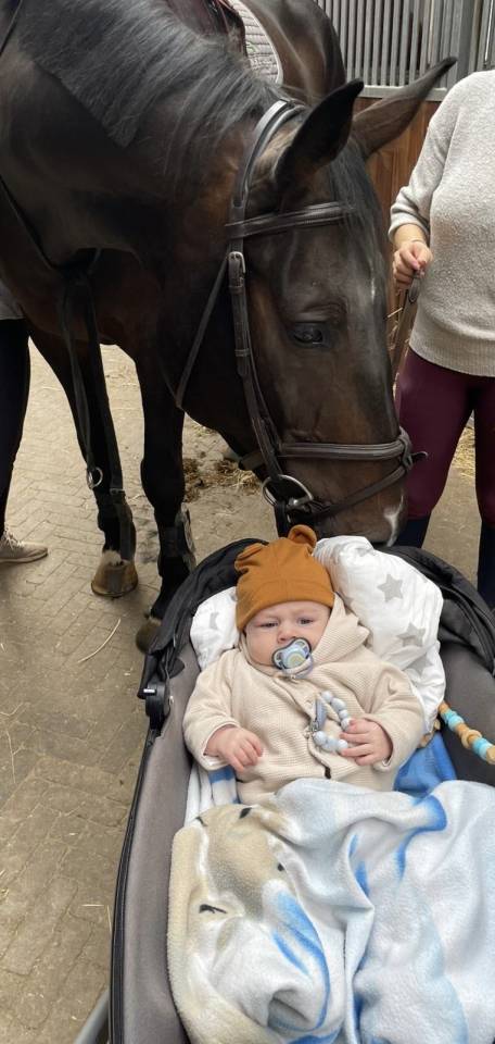 CHEVAL DE GRAND PRIX POUR AMATEUR 