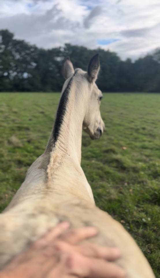 Magnifique pouliche Isabelle 