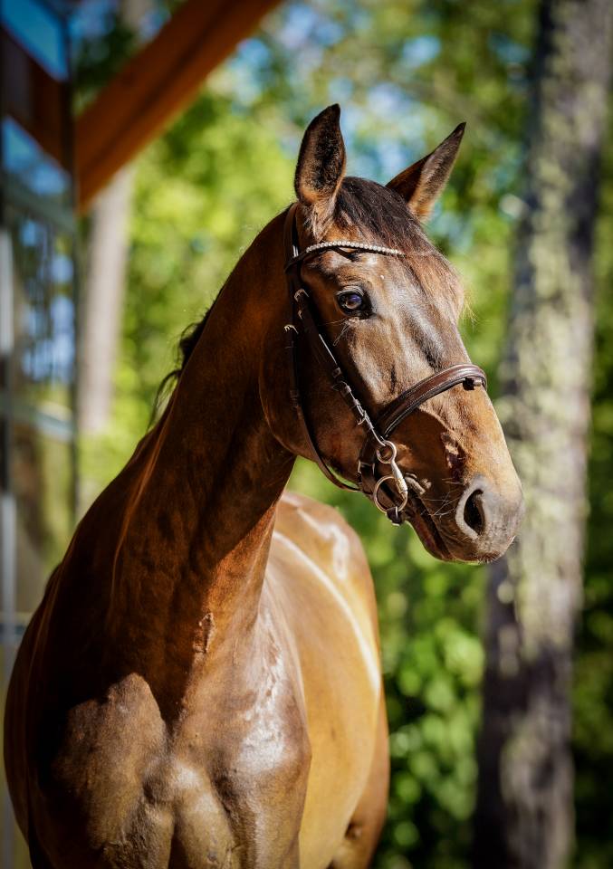 Hongre grosse souche 