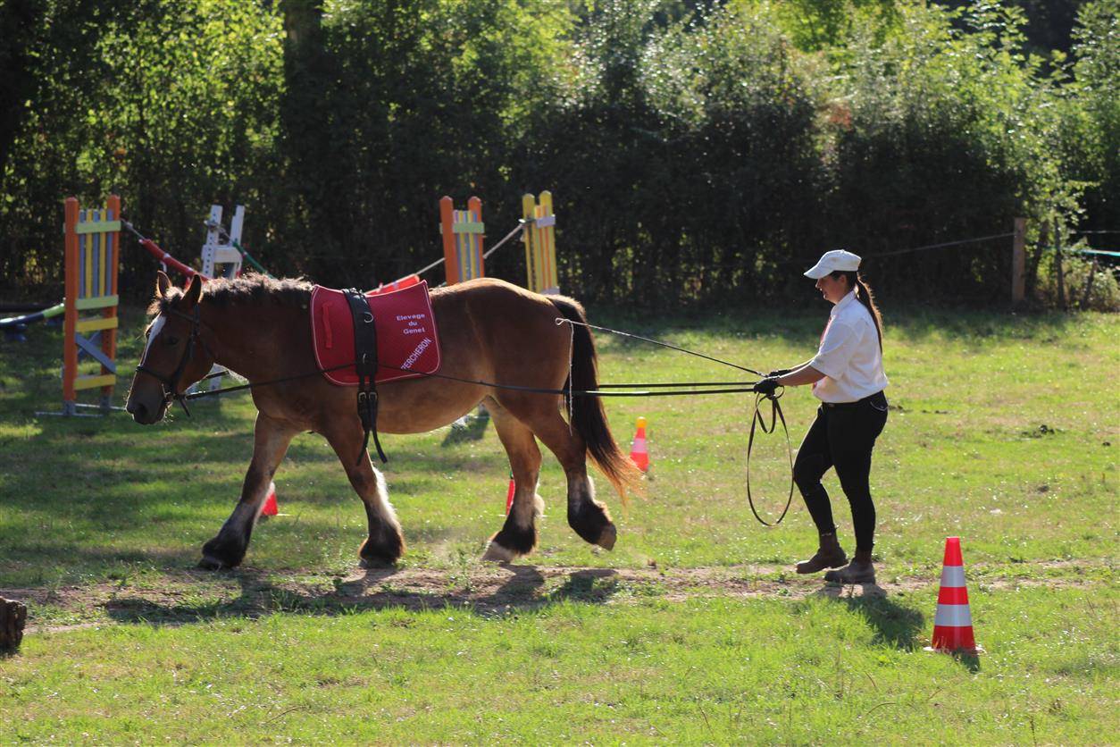  pouliche ardennaise 2 ans