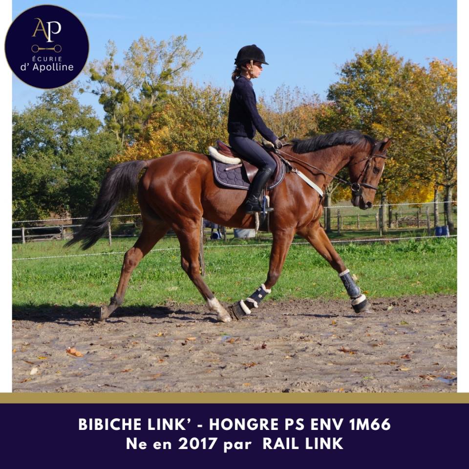 Hongre top équilibre env 1m66