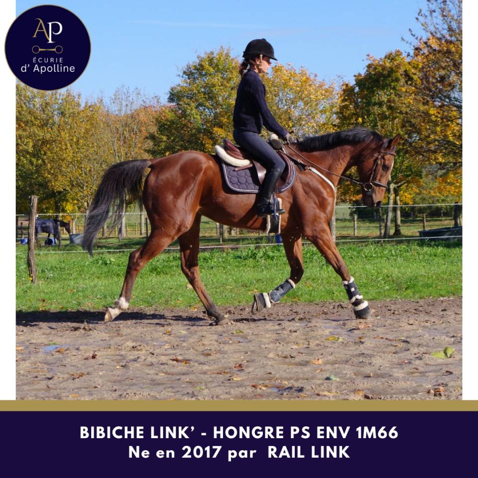 Hongre top équilibre env 1m66