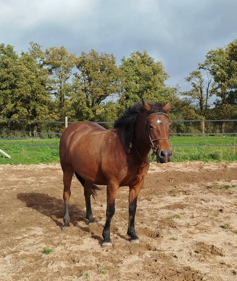 PONETTE CONNEMARA  PART BRED 6 ANS - 145 CMS