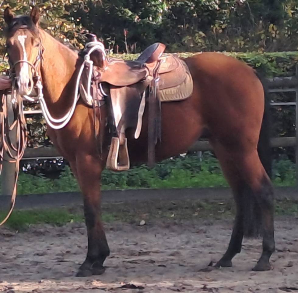 AMERICAN  QUARTER HORSE  Grosse origine 
