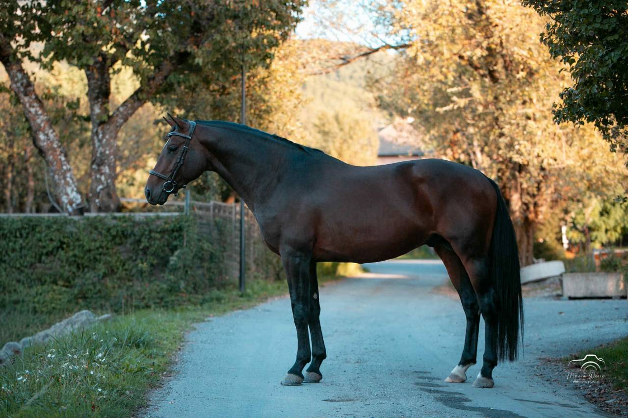 Superbe Entier - 5 ans - CCE