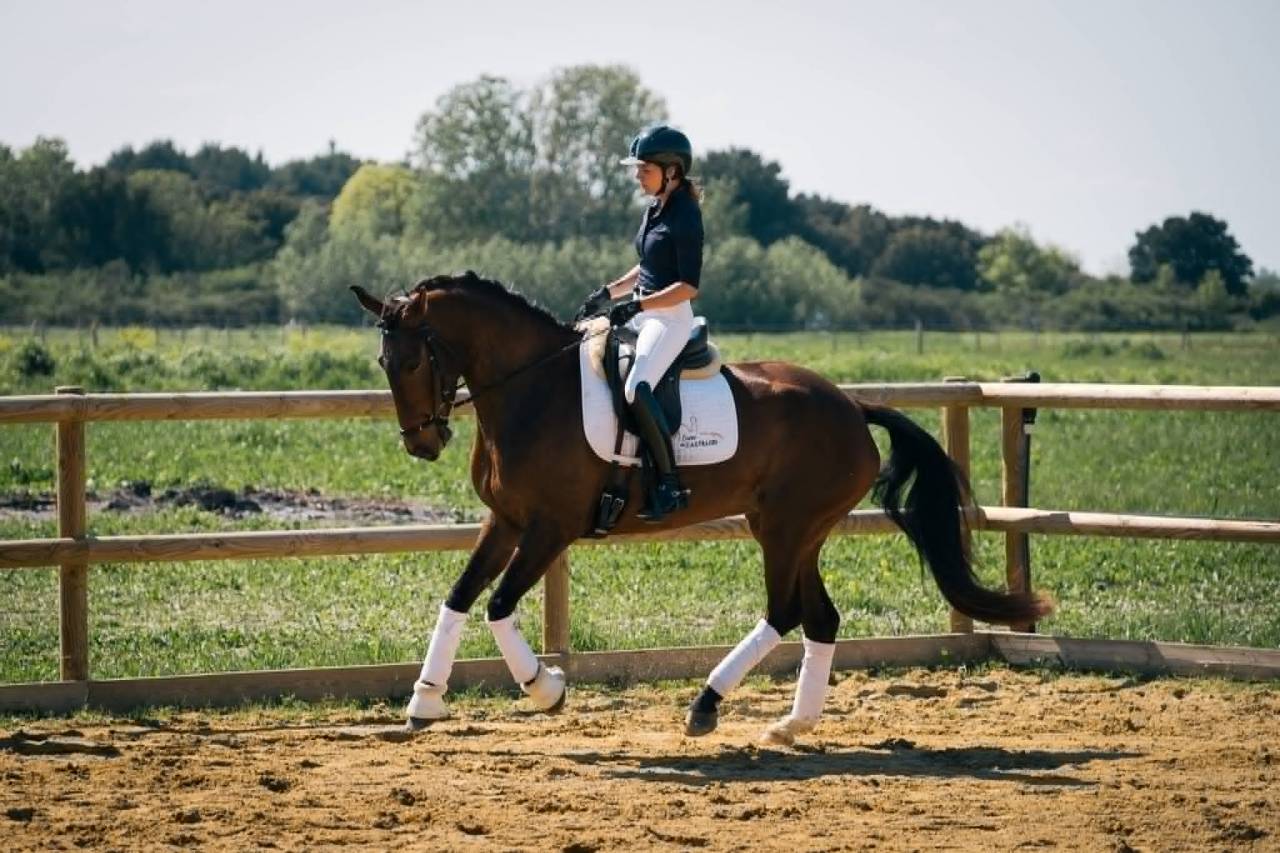 Magnifique Hongre 10 ans KWPN Dressage