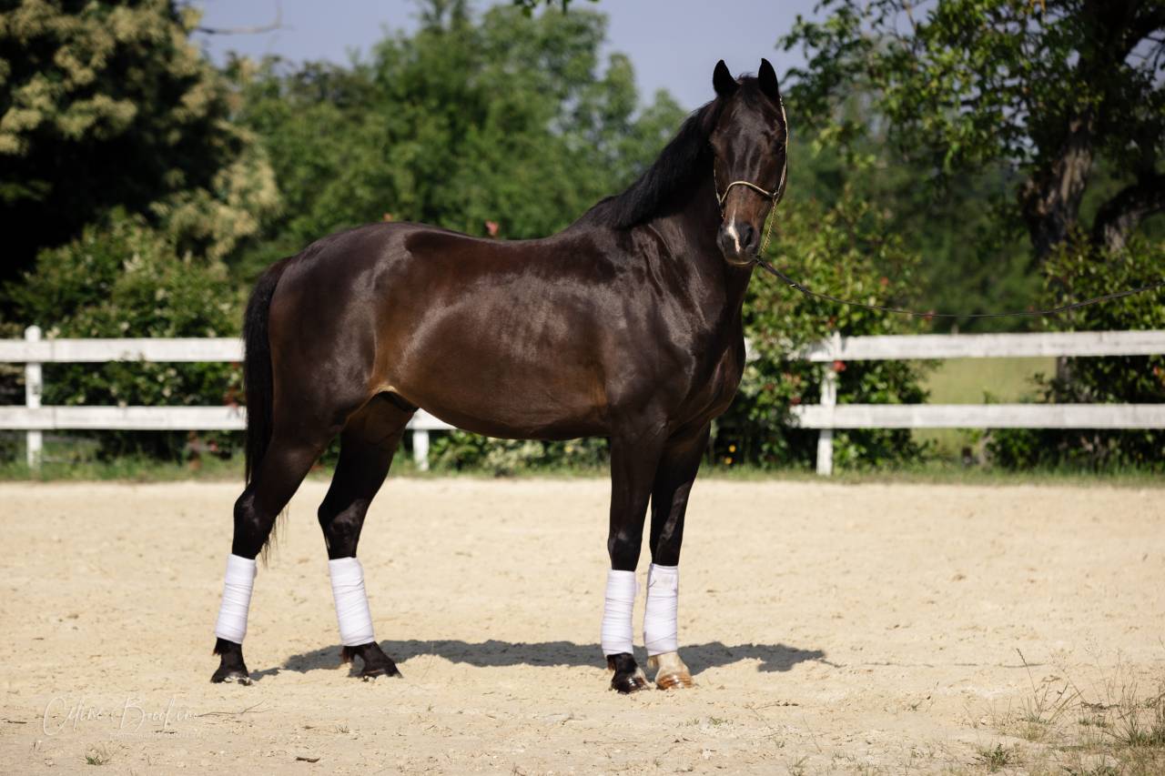  Hongre KWPN -10 ans - Dressage- France