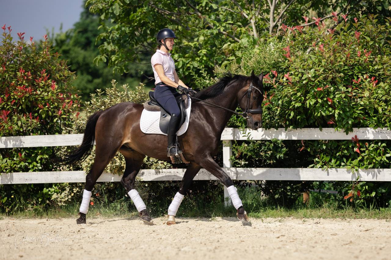  Hongre KWPN -10 ans - Dressage- France