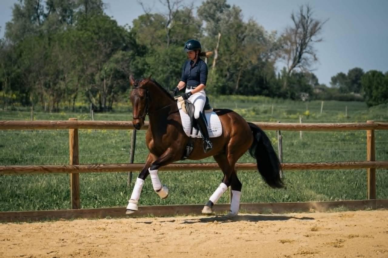 Elegante Jument 6 ans Lusitanien X KWPN Dressage