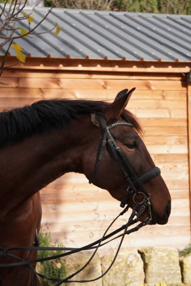  Jument - Lusitanien X KWPN - 6 ans -Dressage