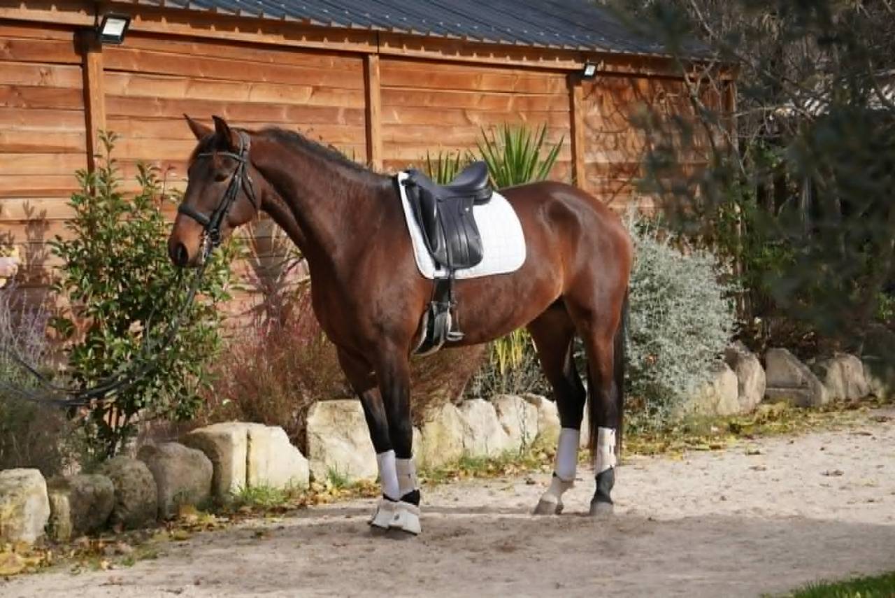  Jument - Lusitanien X KWPN - 6 ans -Dressage