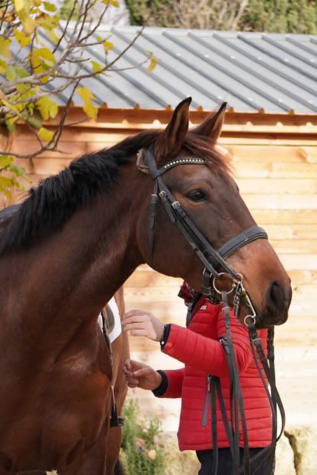  Jument - Lusitanien X KWPN - 6 ans -Dressage