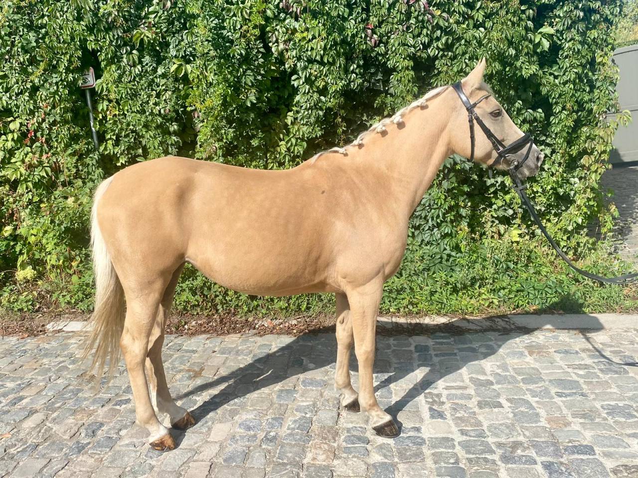 Top ponette de sport CSO / CCE à vendre 