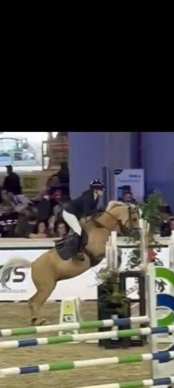 Top ponette de sport CSO / CCE à vendre 