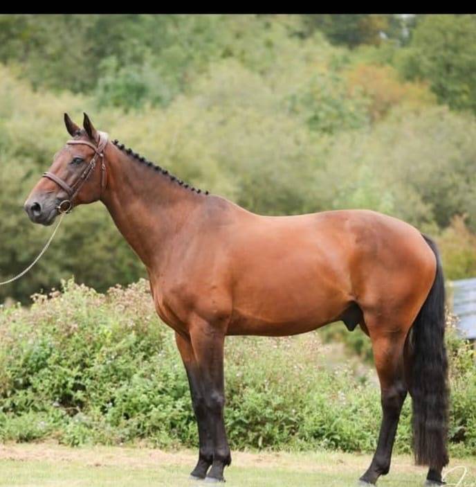 ✨ Hurricane 16 ✨