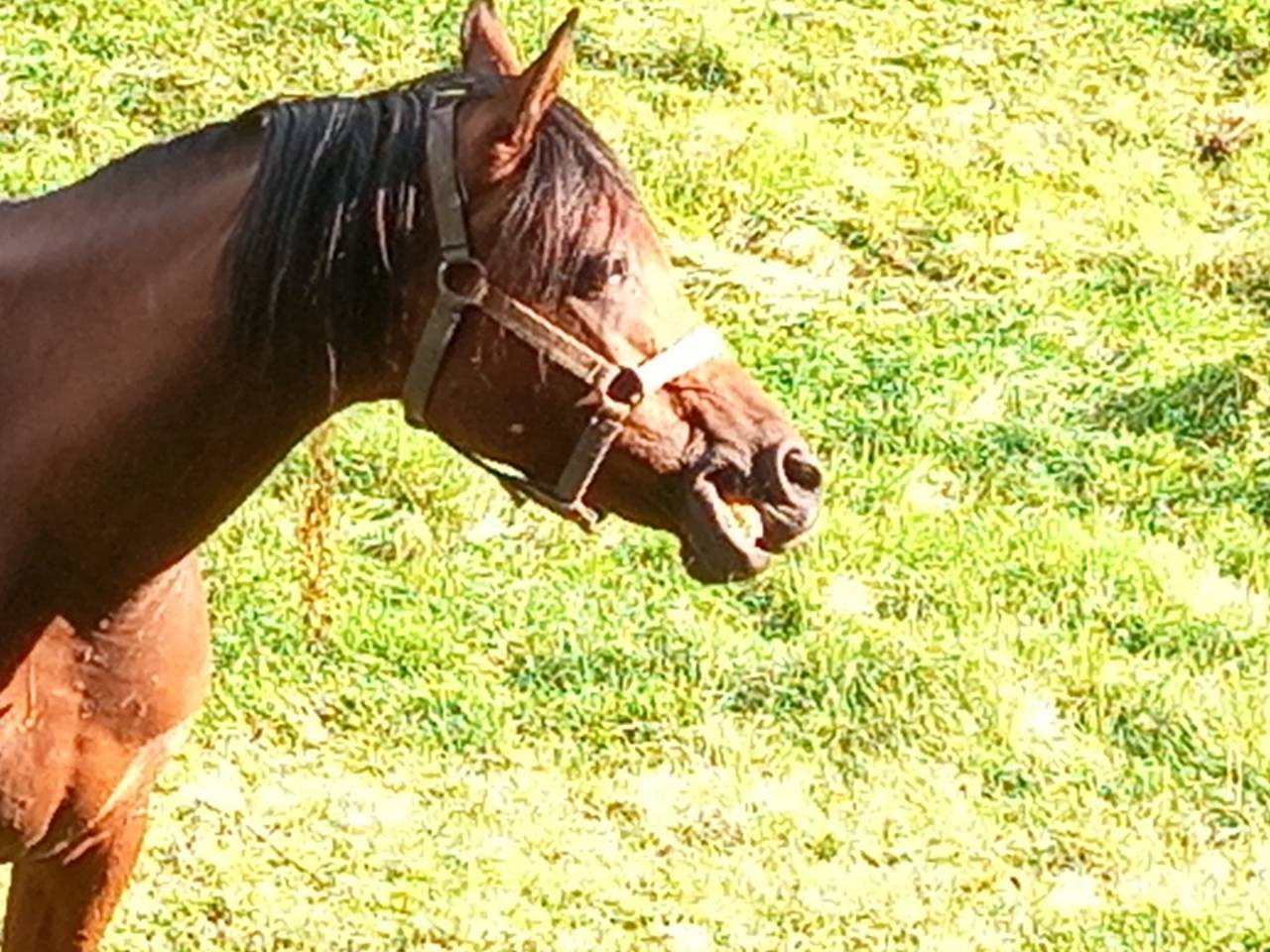 Jument Arabe de couleur Bai