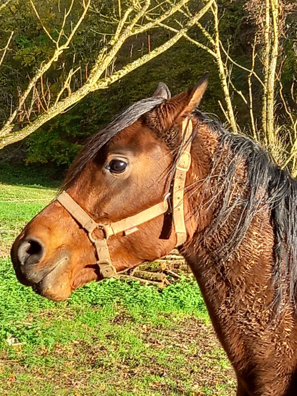 Jument Arabe de couleur Bai