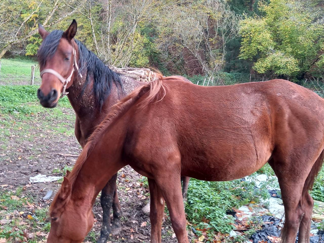 Jument Arabe de couleur Bai