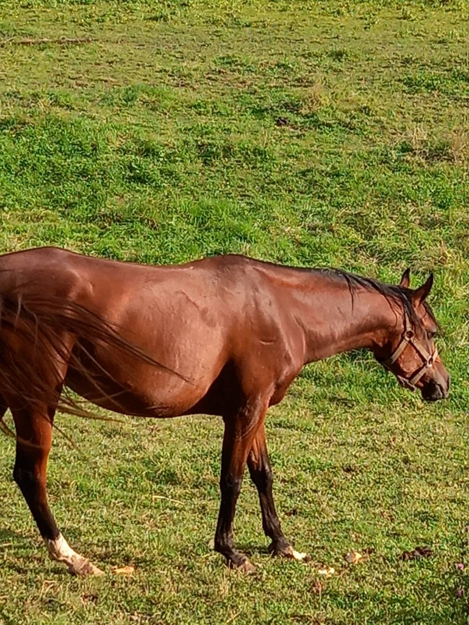 Jument Arabe de couleur Bai