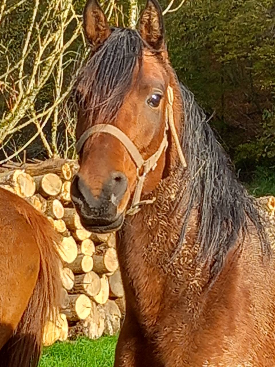 Jument Arabe de couleur Bai