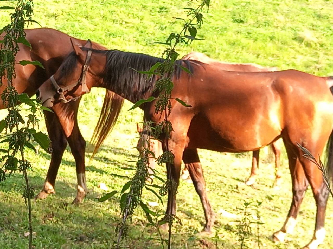 Jument Arabe de couleur Bai