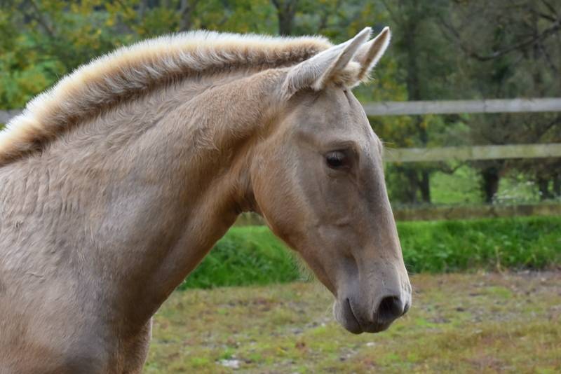 PASSIONATA DU PUITS CARRE pouliche PRE double pearl