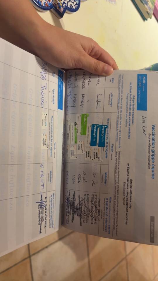 Superbe jument Pur-Sang de 6 ans – 1m65 – Bai élégante 