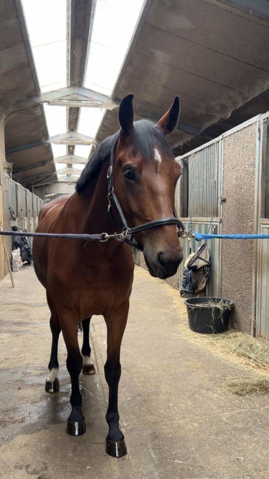 Hongre 5 ans Bwp à vendre 