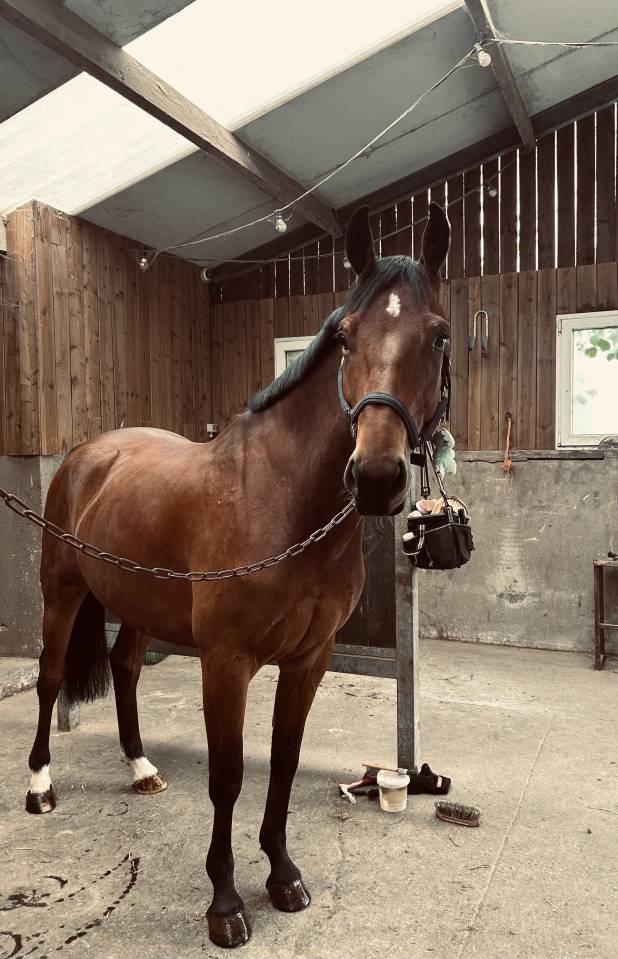 Hongre 5 ans Bwp à vendre 