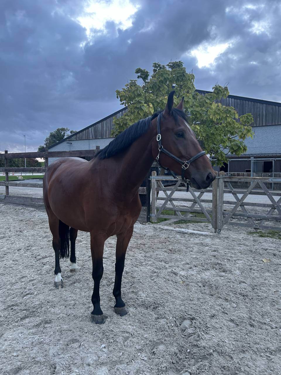 Hongre 5 ans Bwp à vendre 