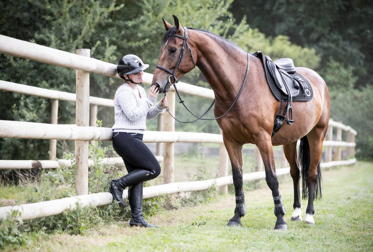 Hongre 5 ans Bwp à vendre 