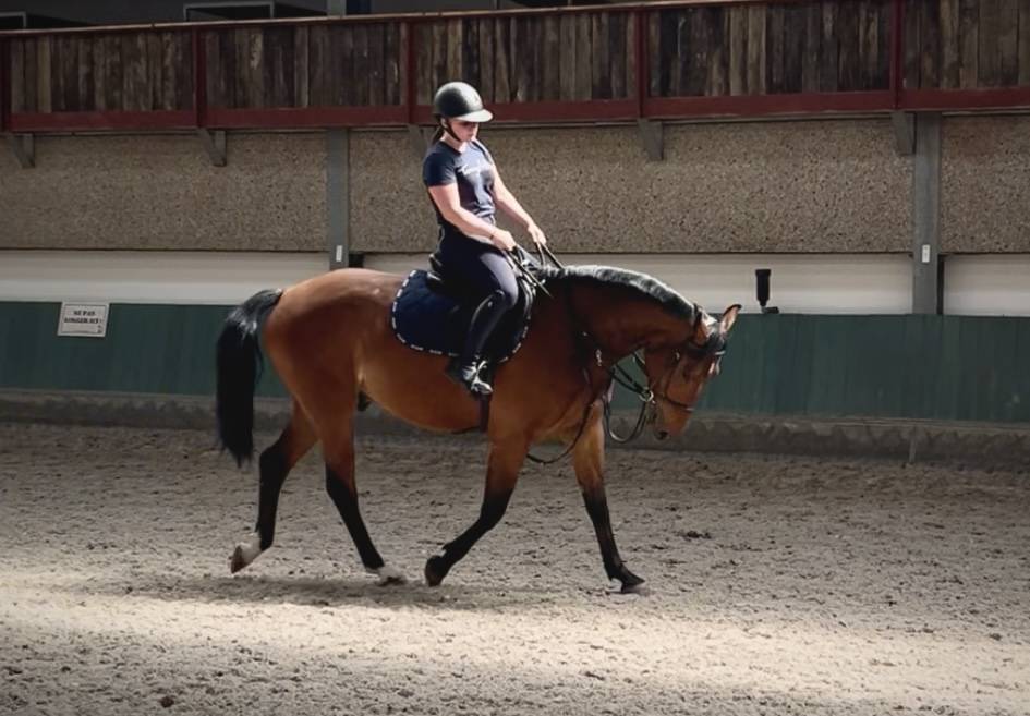 Hongre 5 ans Bwp à vendre 