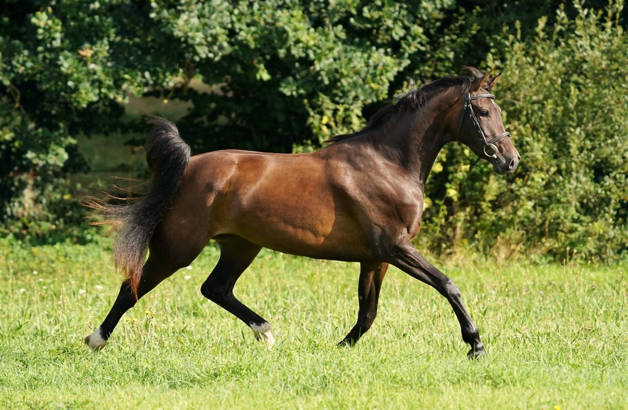 Pouliche SF 3 ans Conthargos*Kannan 