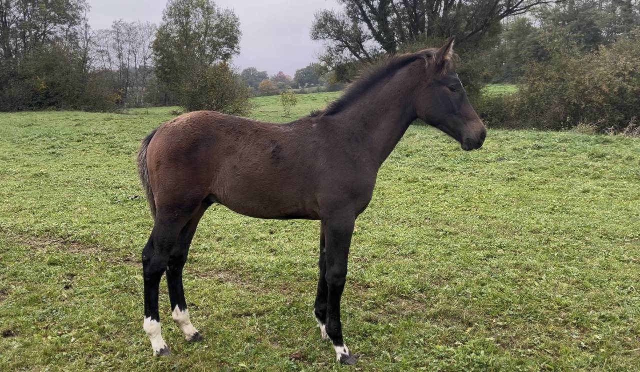 Très joli poulain spécial Cce 