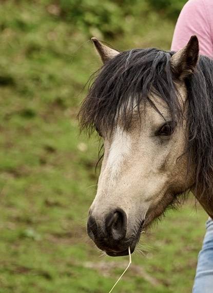 Saillie poney Welsh Mountain 