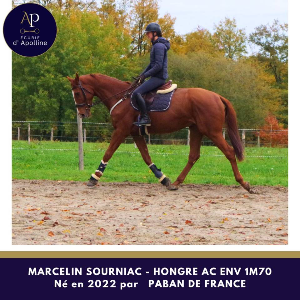 Anglo 4 ans env 1m70