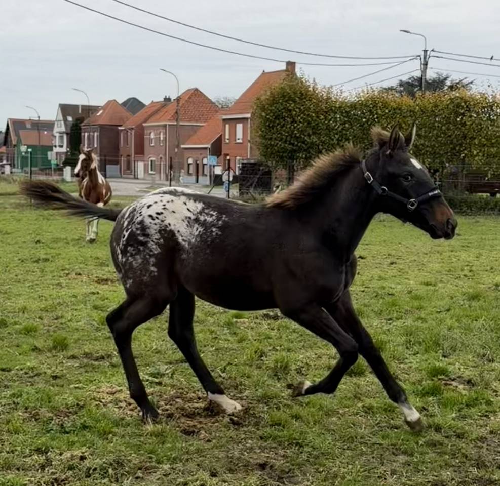 Pouliche capée  appaloosa 2025 par J-Nius V.V.Z.