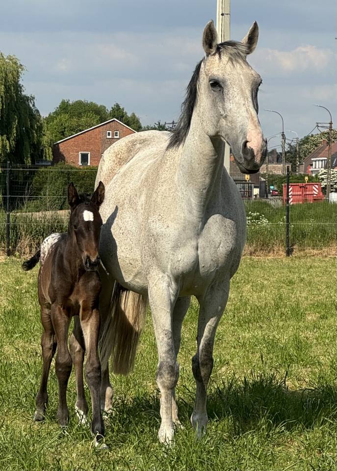 Pouliche capée  appaloosa 2025 par J-Nius V.V.Z.