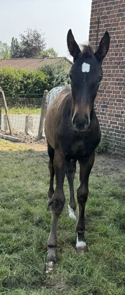 Pouliche capée  appaloosa 2025 par J-Nius V.V.Z.