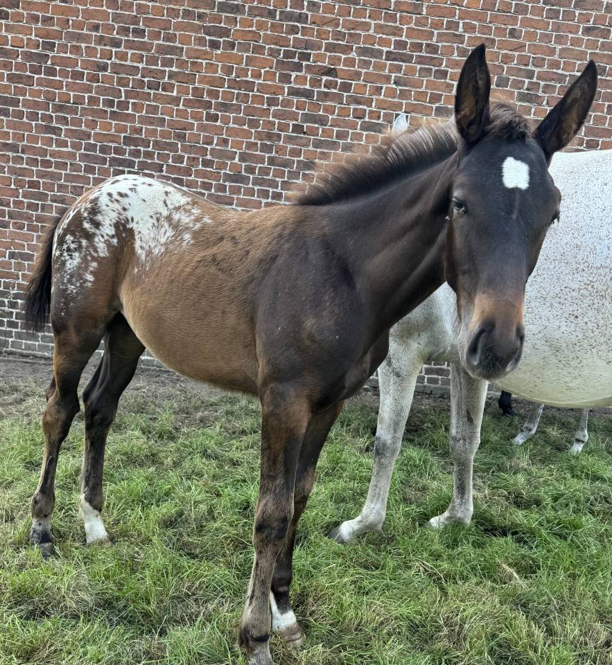 Pouliche capée  appaloosa 2025 par J-Nius V.V.Z.