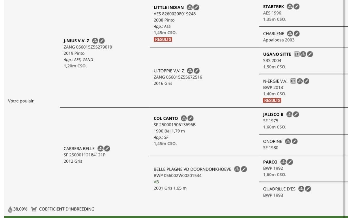 Pouliche cap&eacute;e  appaloosa 2025 par J-Nius V.V.Z.