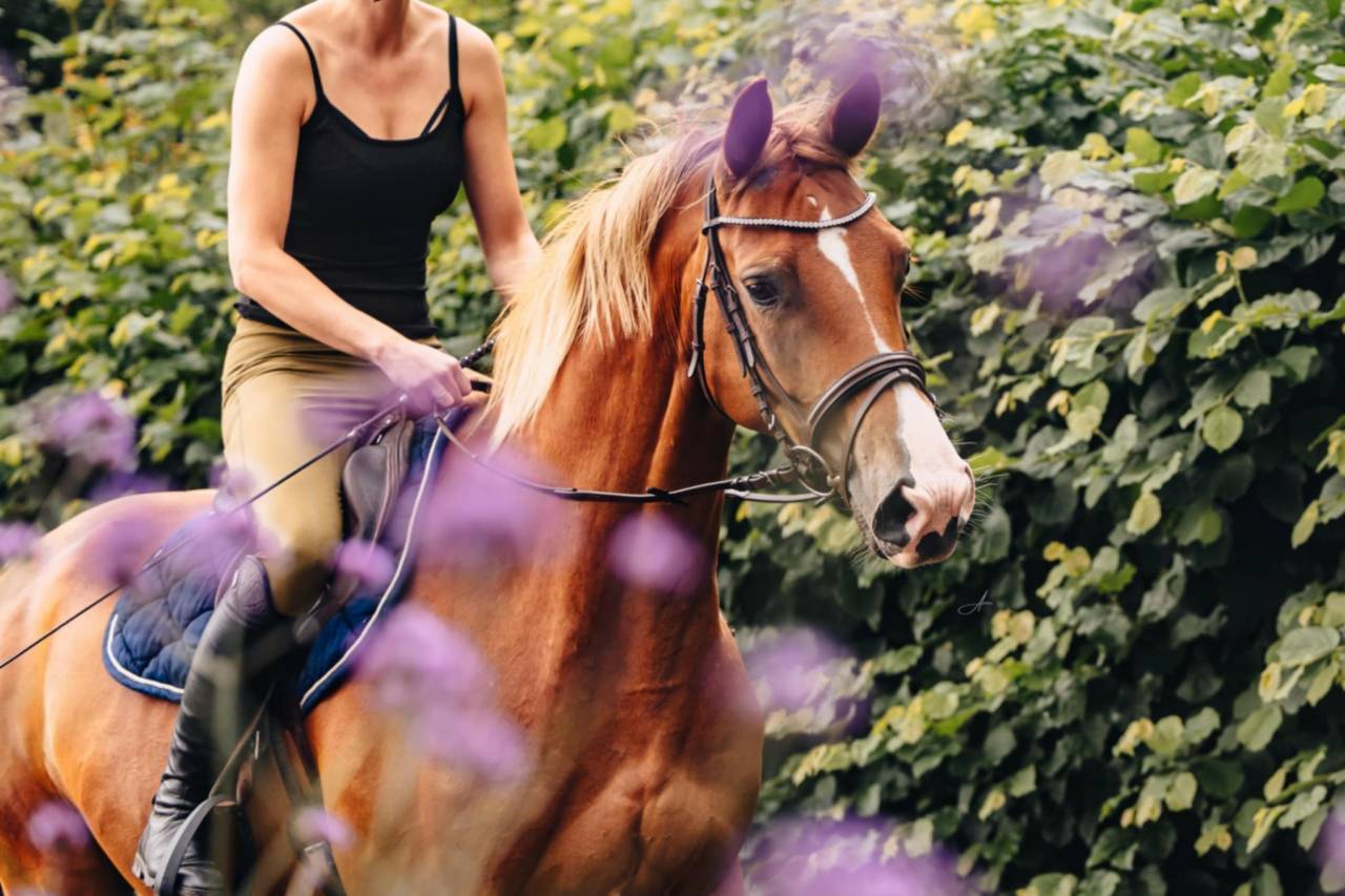 Jument Oldenburg 6 ans