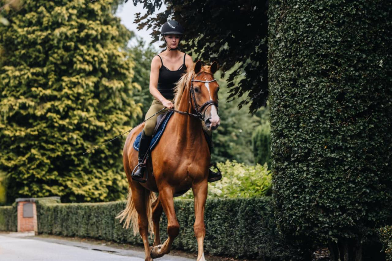 Jument Oldenburg 6 ans