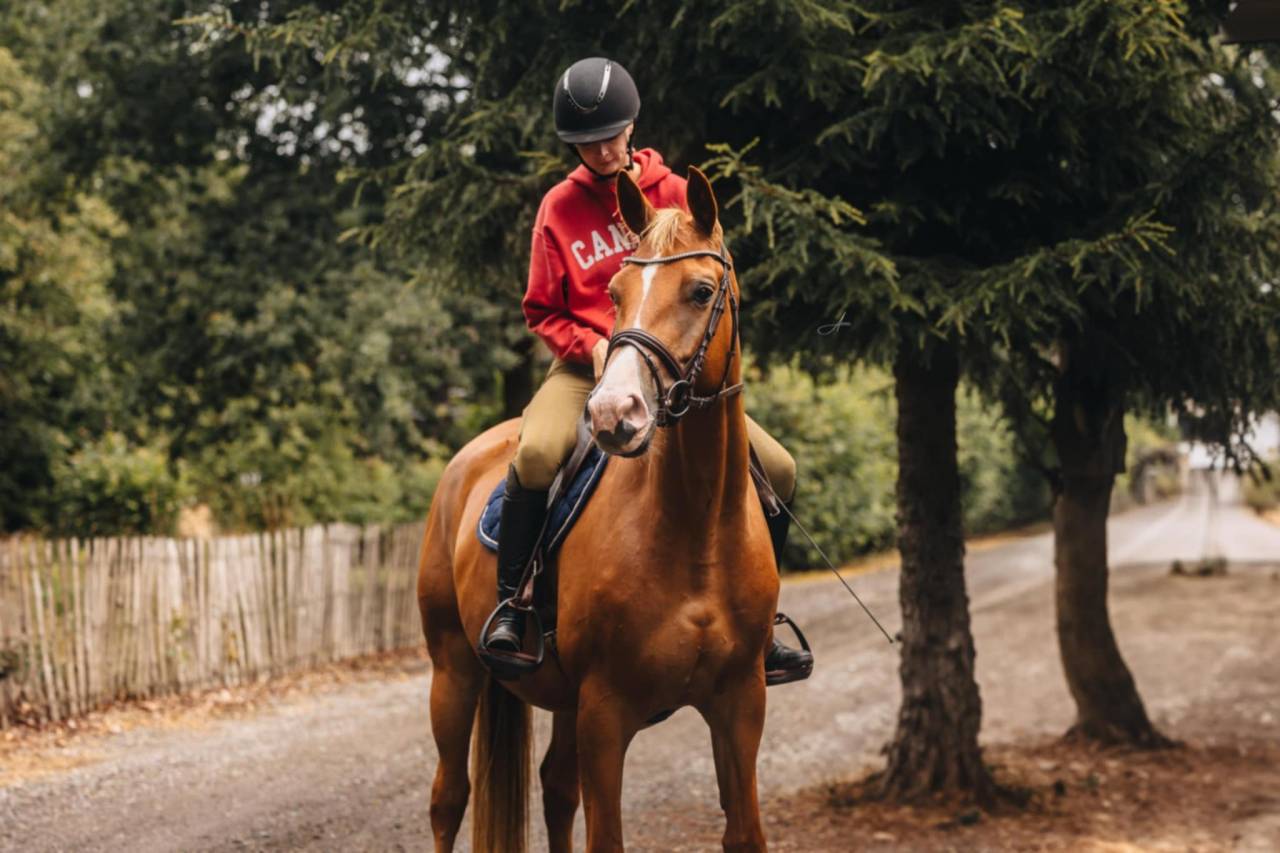 Jument Oldenburg 6 ans