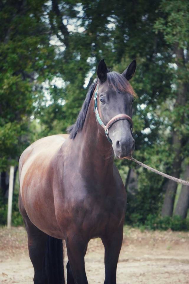 Magnfique Hongre Selle Francais par Glamourdale